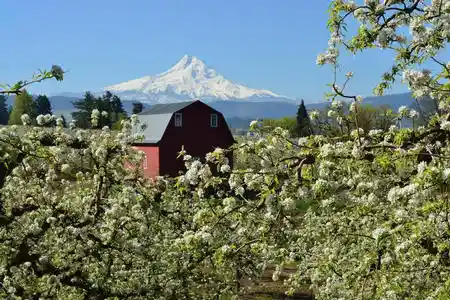 Majestic Mt Hood, a historic red barn and pear Blossoms